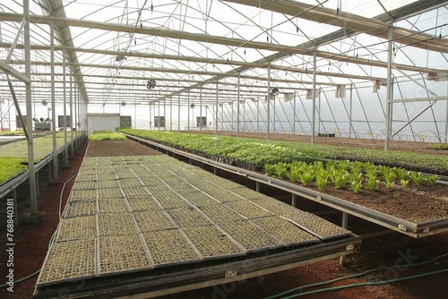 Scenic view of green crops in a greenhouse