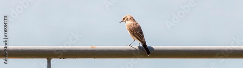 Close-up shot of a Spotted flycatcher bird perched atop a metal railing against a vivid blue sky