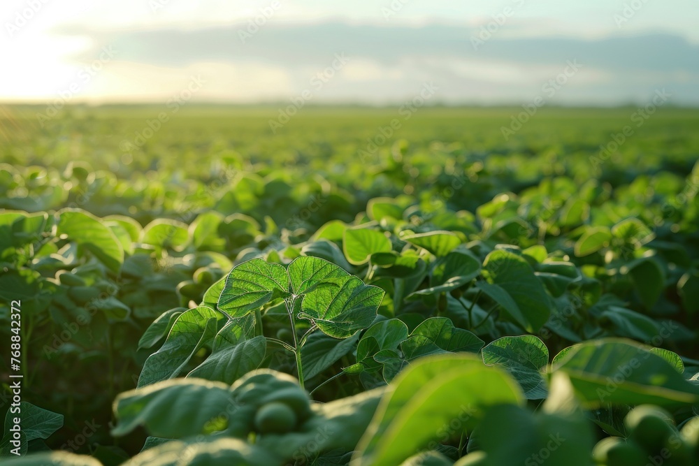 Fototapeta premium Soy field and soy plants in early morning light