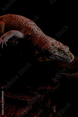 Vertical shot of a creepy gecko crawling on woods under led lights with a dark background