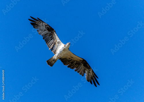 Osprey overhead 