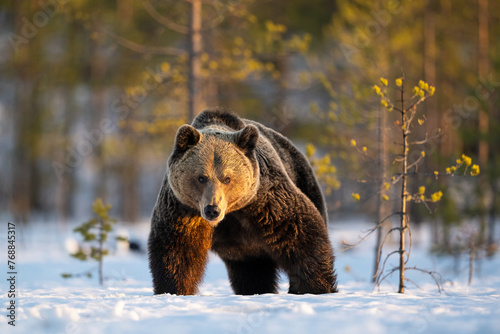 Brown bear on snow early in spring