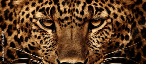 A detailed close-up view of the face of a leopard, showcasing its distinctive spotted pattern, intense eyes, whiskers, and powerful jaws.