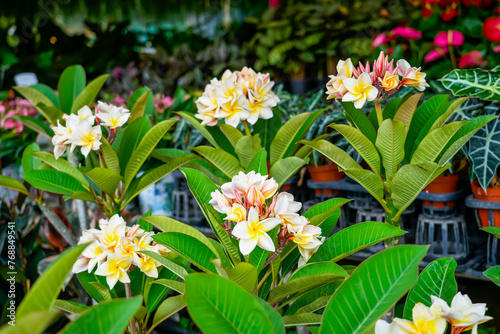 Vanilla creamy yellow flowers hybrid selection varieties of plumeria plants with variegated leaves of various colors flowers.