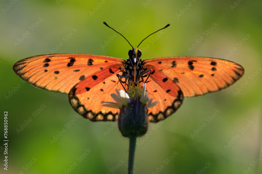 Tawny coster butterfly in a meadow Tawny coster butterfly in a meadow