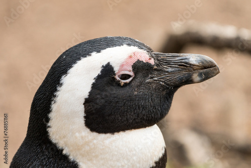 African penguin (Spheniscus demersus) face close up showing tick parasites around its open eye 