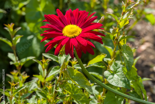close up of red persian daisy flower tanacetum coccineum