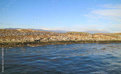 Large Flock of Cormorants on the Island of Birds or Isla de Pajaros, Beagle Channel, Ushuaia, Argentina, South America
