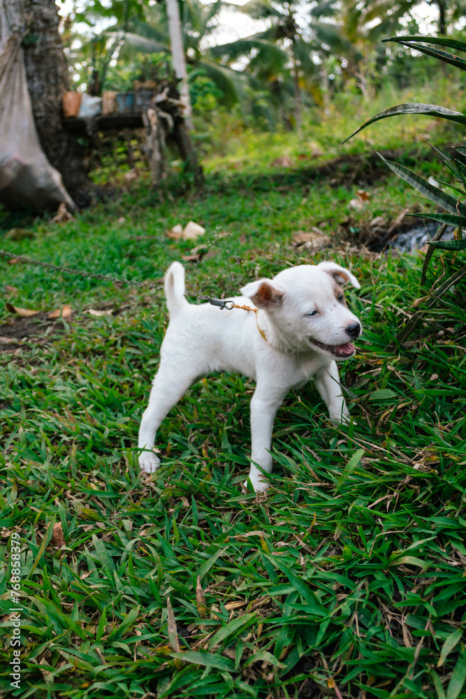 Cute white Philippine aspin puppy dog playing on the grass Cute white Philippine aspin puppy dog playing on the grass