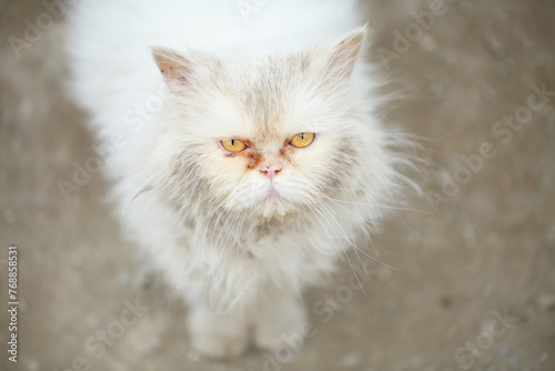 White, dirty, tangled, homeless persian cat, looking sad and begging for food. Helping abandoned and neglected pets concept.