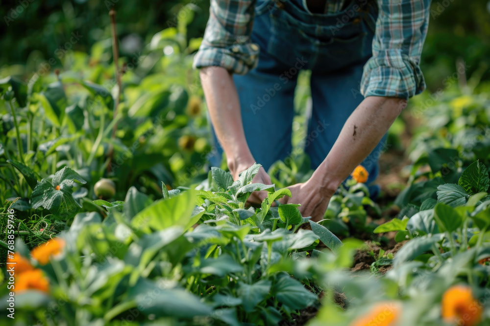 Fototapeta premium Close up of person picking up a plant in garden