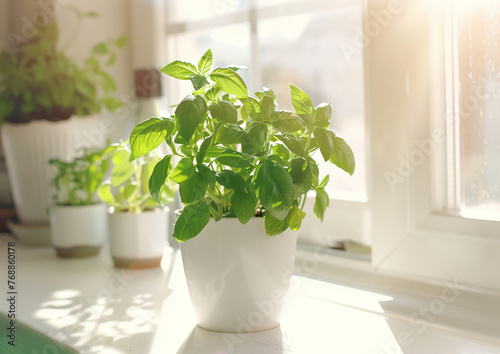Sweet basil and other herbs in the pots on the window shell of the white kitchen, soft morning lighting