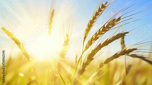 Golden wheat field with sun rays  a serene agricultural landscape