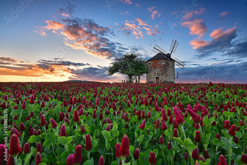 The Kunkovice windmill in the glow of the setting sun in the golden hour with a red clover in the foreground photo