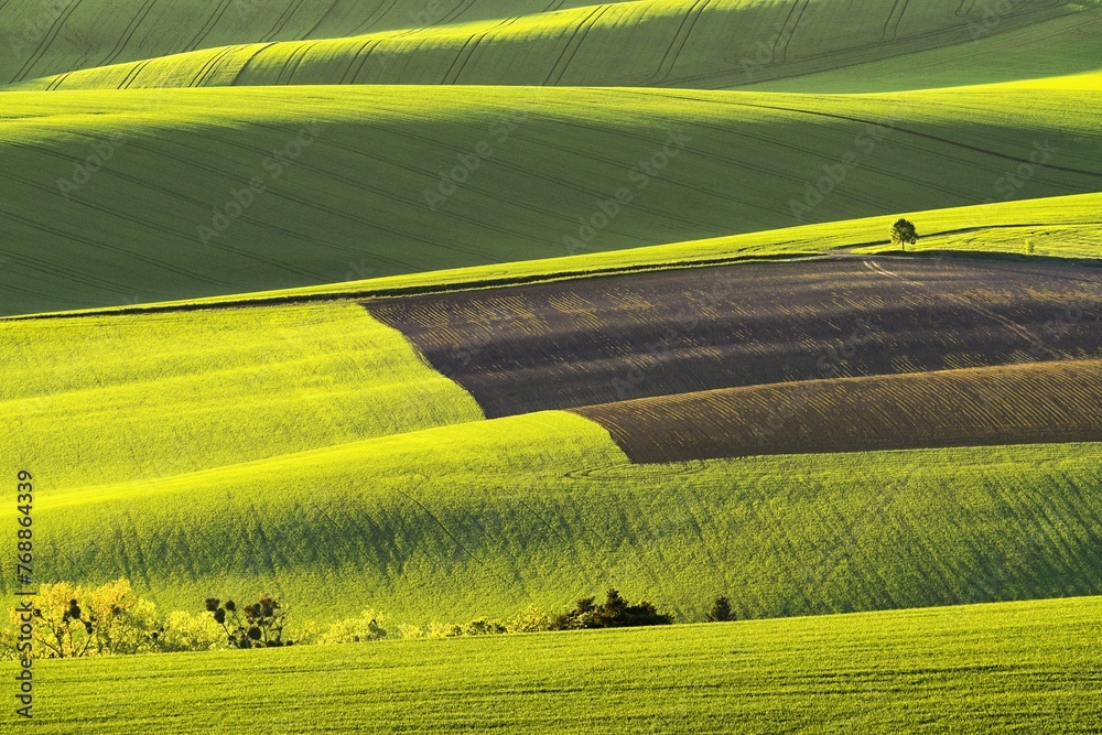 Fototapeta premium Game of light and shadows in fresh green color in the fields of Moravian Tuscany