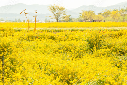 a canola-flowered view of the river