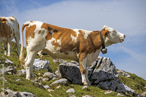 cow in the mountains