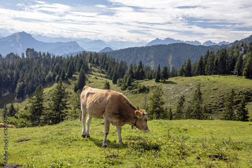 cow in the bavarian mountains