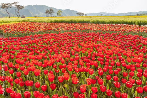a view of a tulip-flowered garden