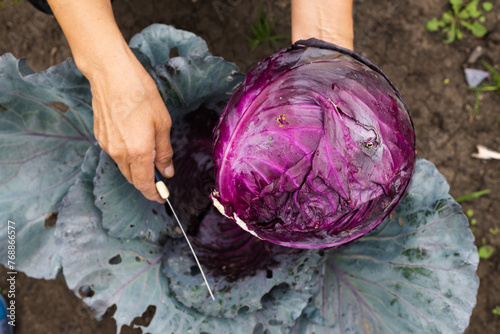 Red cabbage farm and farmer. photo