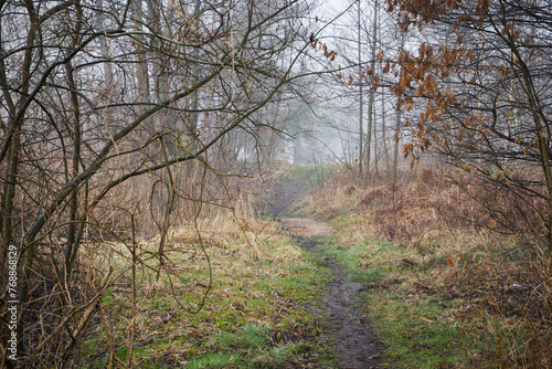 leśna ścieżka ,mgła 