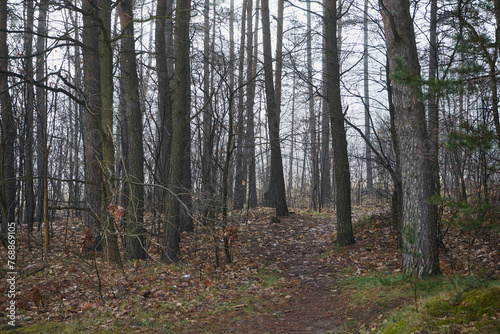 ścieżka ,las,mgła 