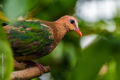 Wallpaper Mural The emerald dove or common emerald dove (Chalcophaps indica), also called Asian emerald dove and grey-capped emerald dove Torontodigital.ca