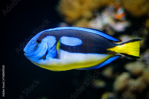 Blue palette surgeonfish Paracanthurus hepatus aka blue tang fish underwater in sea © Dmitry Rukhlenko