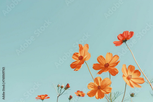 bright cosmos flower illustration, Generative AI