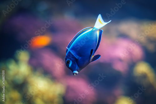 Powder-blue surgeonfish Acanthurus leucosternon aka powder blue tang fish underwater in sea