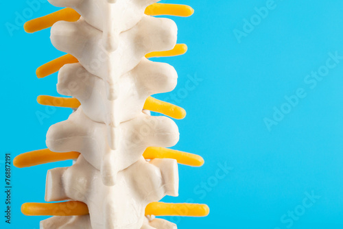 Medical mockup of the thoracic spine on a blue background. Concept of thoracic diseases: osteochondrosis and intervertebral hernia, neuralgia. Treatment of spinal diseases. Copy space for text photo