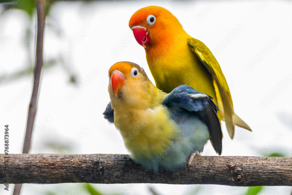Fischer's lovebird (Agapornis fischeri) is a small parrot species of the genus Agapornis. - obrazy, fototapety, plakaty 
