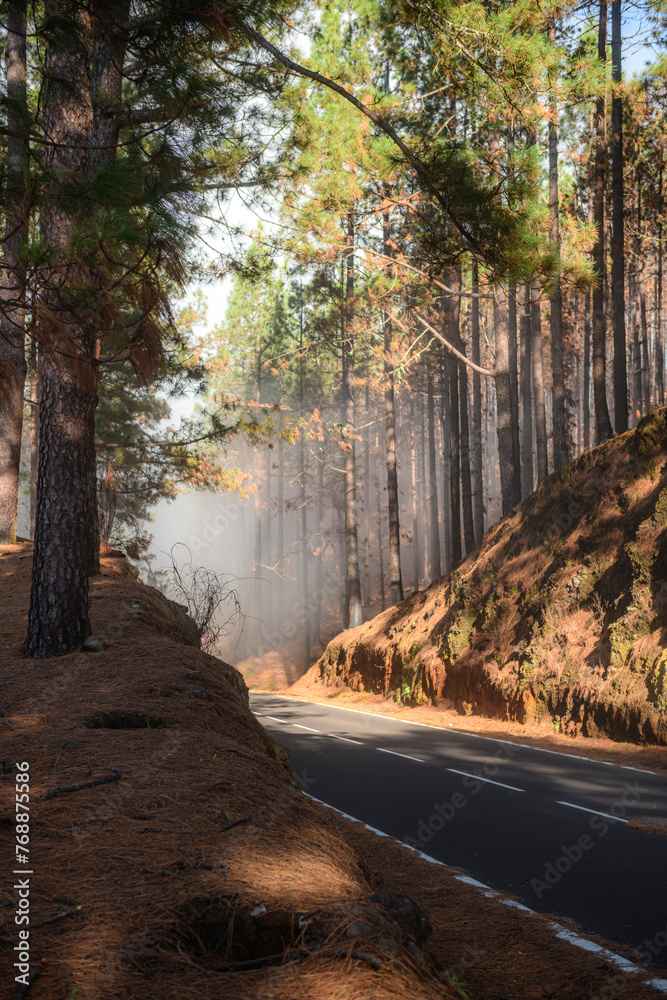 Obraz premium highway in the forest in a fog