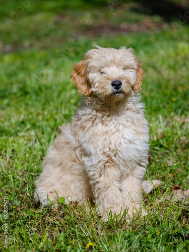 Chiot Goldendoodle