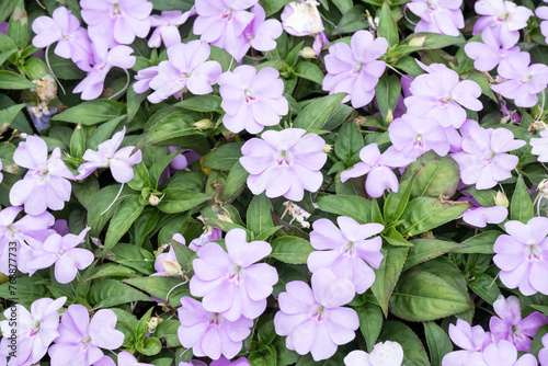 Beautiful New Guinea impatiens flowers.