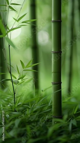 Tranquil Bamboo Sanctuary Dense Forest With Soothing Wind Melody and Lush Foliage