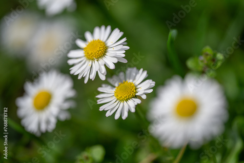 Daisy flower © Dorde