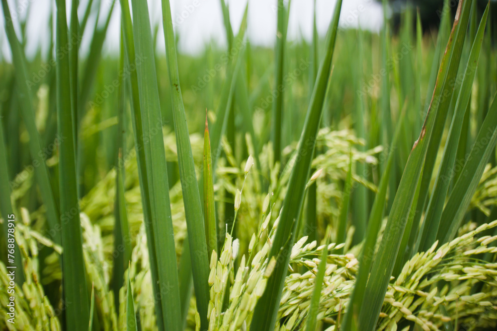 Group of young rice paddies in rice fields Group of young rice paddies in rice fields