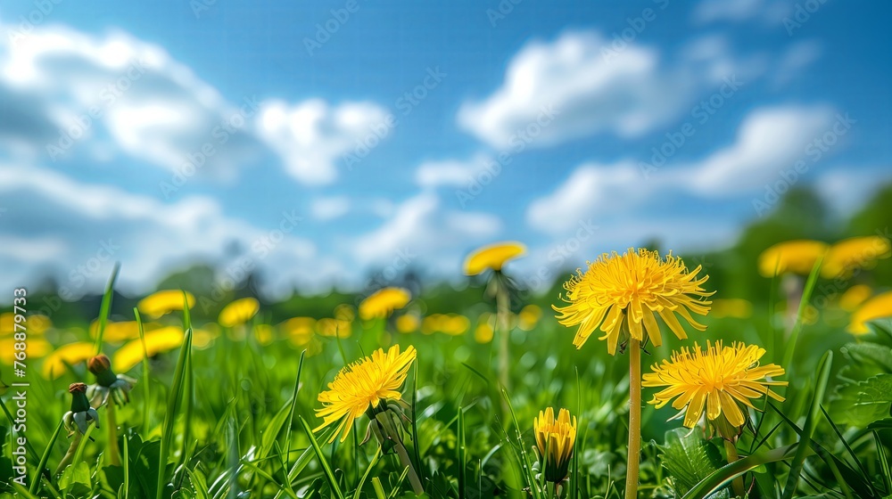 Fototapeta premium Yellow dandelion flowers and beautiful sky.