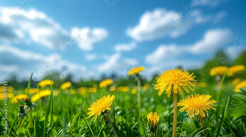 Yellow dandelion flowers and beautiful sky.