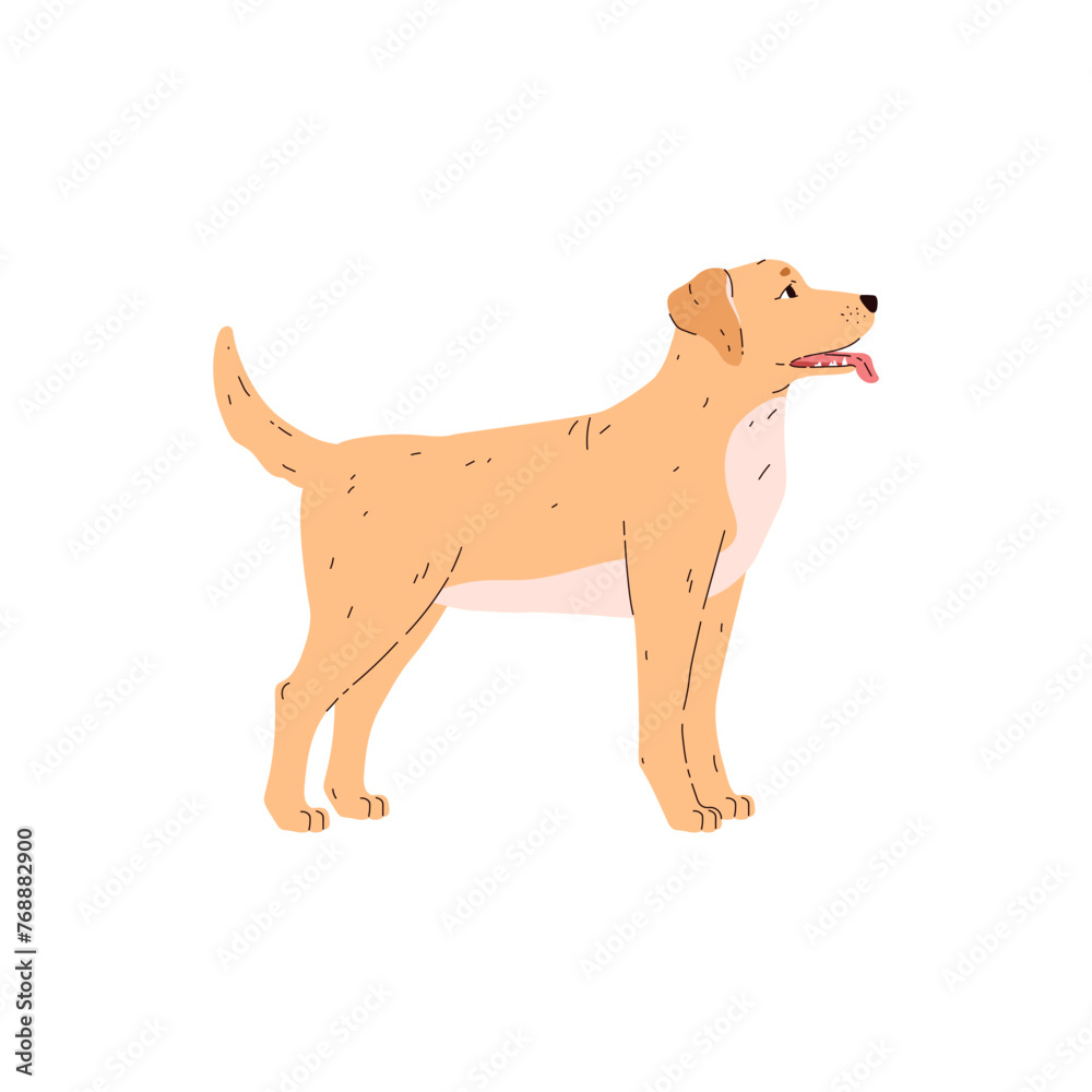 Standing golden labrador dog side view flat style, vector illustration Standing golden labrador dog side view flat style, vector illustration