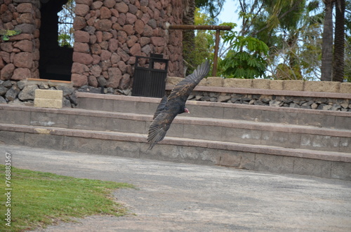 Bird public performance at Jungle Park in Tenerife island
