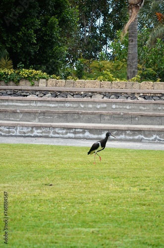 Abdim's Stork (Ciconia Abdimii) in Jungle Parck, Tenerife