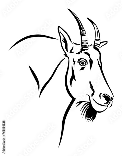 Rocky Mountain Goat