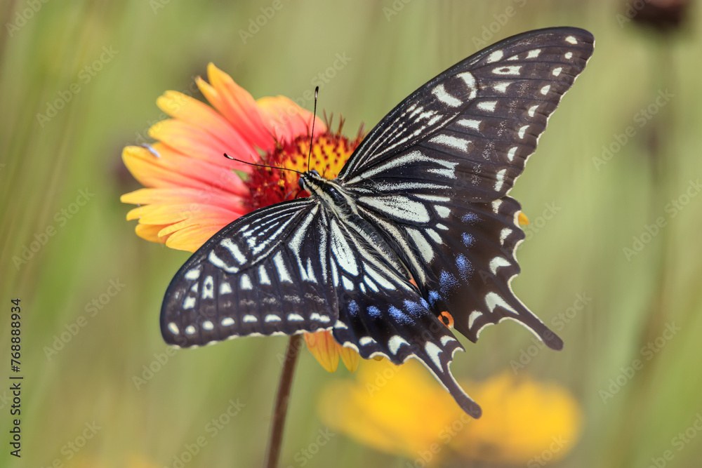 Naklejka premium a butterfly sitting on a petal