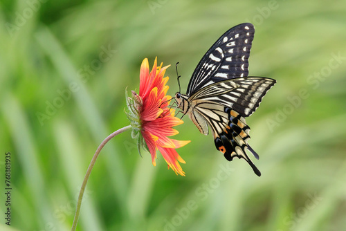 a butterfly sitting on a petal