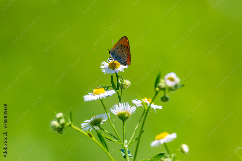 a butterfly sitting on a petal a butterfly sitting on a petal