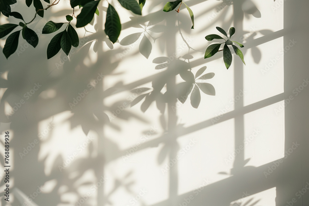 The shadow of the leaves on the white wall with sunlight and shadow. The shadow of the leaves on the white wall with sunlight and shadow.