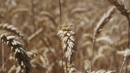 ripe wheat stands in the fields in golden ears under the summer sun on a bright sunny day