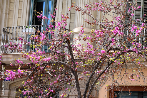 Photography Capturing spring blossoms in the neighbourhood of Eixample, Barcelona, Spain